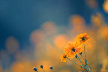 关于日语发音的规则